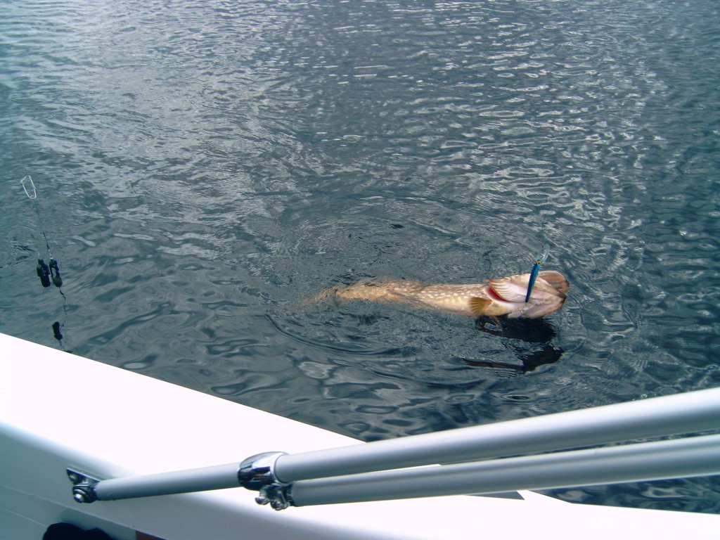 BOLMEN-TROLLING 2004 BOLMEN-TROLLING 2004 Angeln im Bolmen, Schleppen im Bolmen, Zander Guide Downrigger