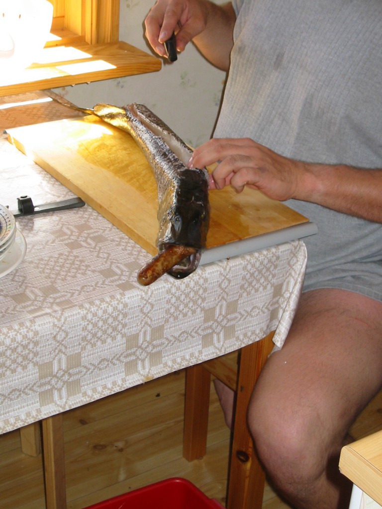 BOLMEN-TROLLING 2006 BOLMEN-TROLLING 2006 Angelboot Trollingboot Bolmsö Ferienhaus am Bolmen Hecht Zander Barsch Bratwurst-Wobbler