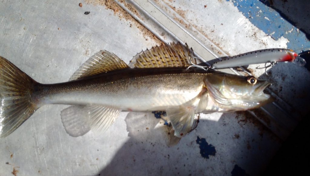 BOLMEN-ZANDER-TROLLING 2015 BOLMEN-ZANDER-TROLLING 2015 Ferienhaus Bolmen Löckna Zander Nils Master