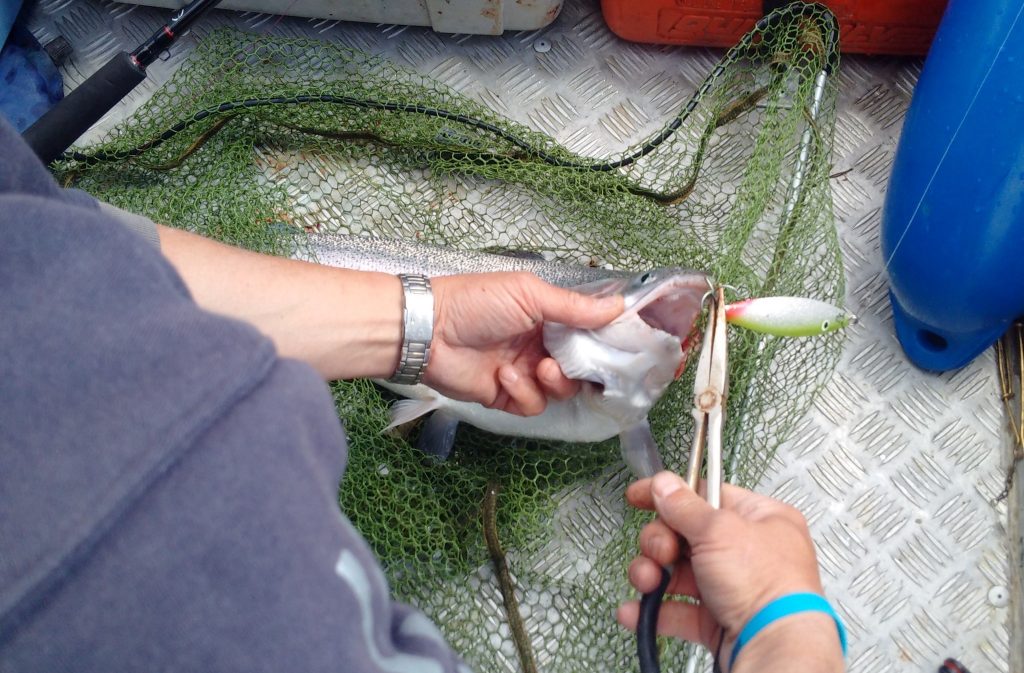 NÖMMEN NÖMMEN Lachs Lachsforelle