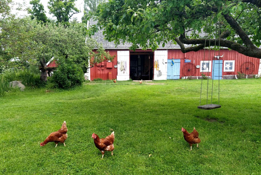 ÅSNEN-TROLLING 2022 Hühner auf Igelön