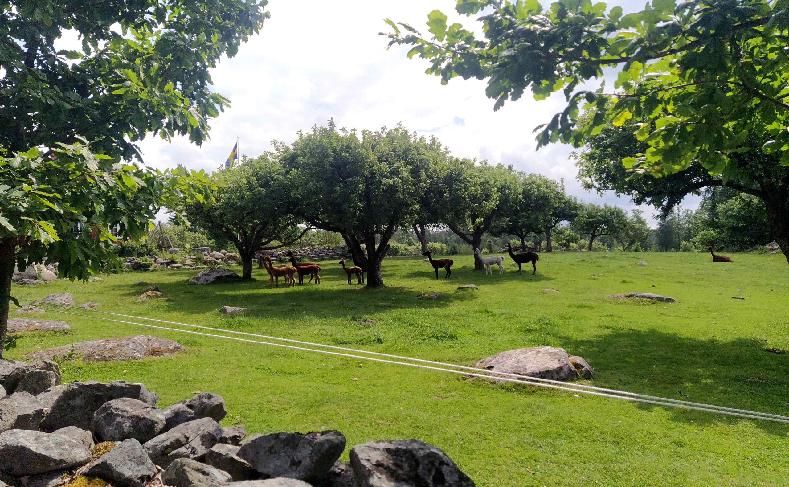 ÅSNEN-TROLLING 2022 Alpakas in Schweden