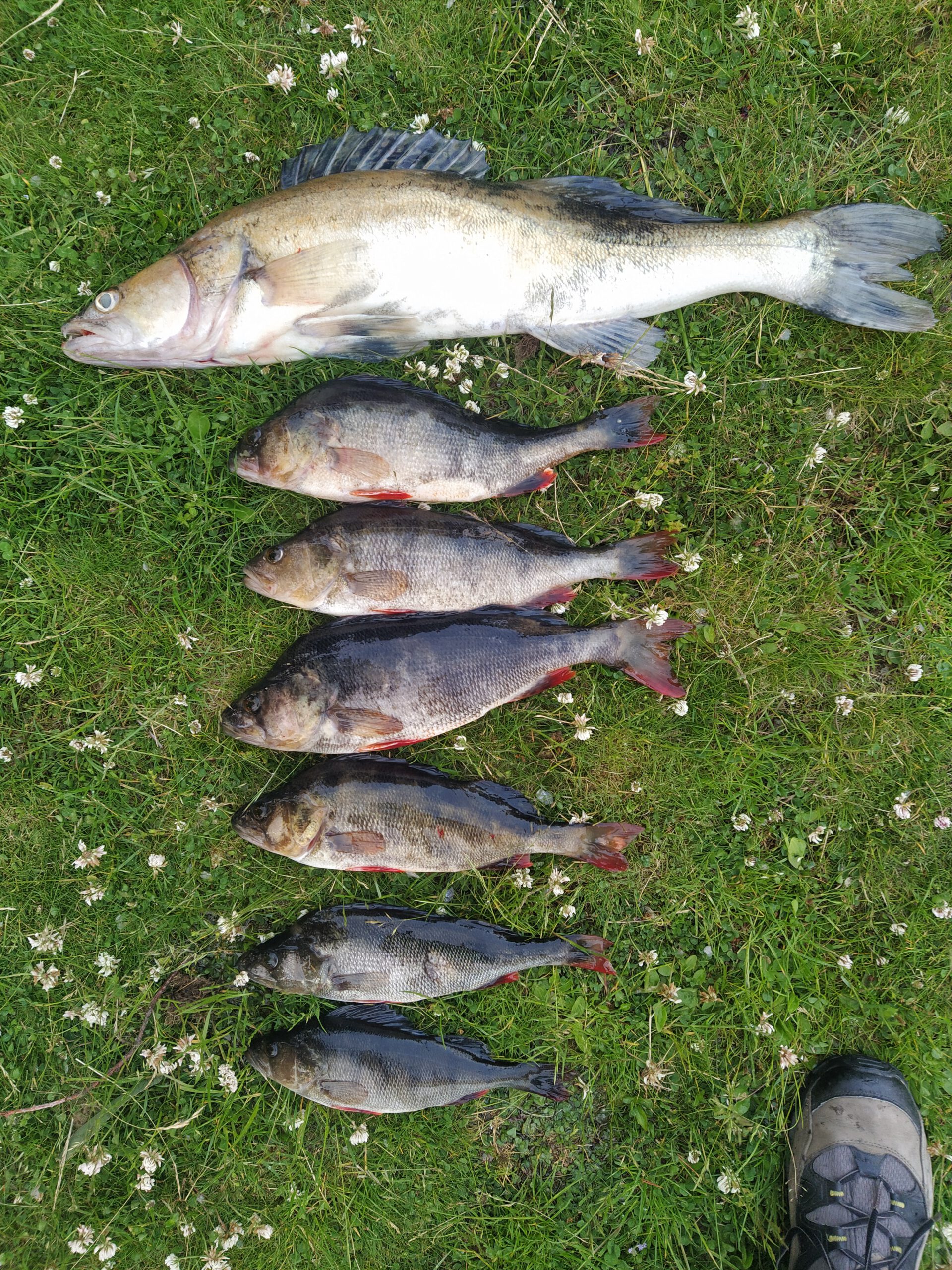 ÅSNEN-TROLLING 2022 Schleifen