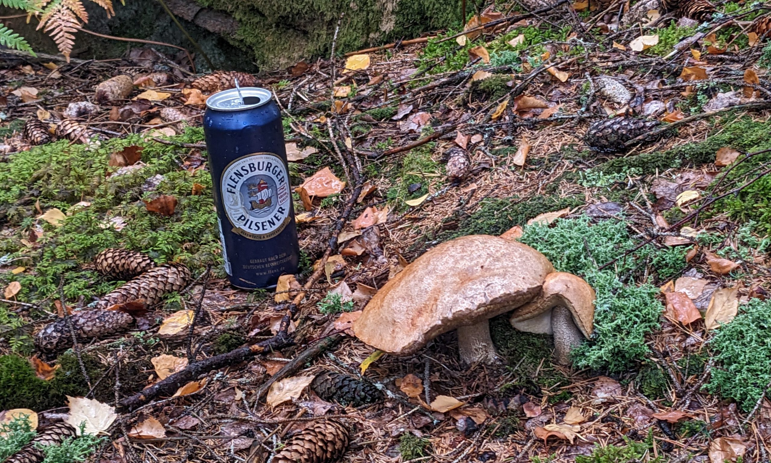 ROTTNEN-TROLLING 2023 Pilse und Pilze